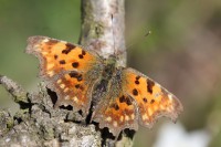 babočka bílé C (Polygonia c-album)